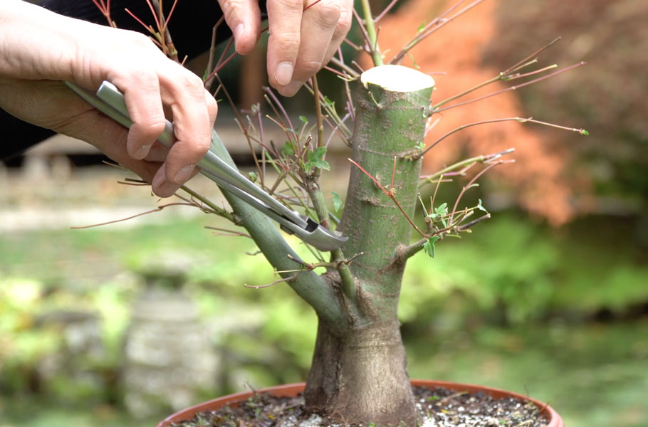 Pruning Tips for Bonsai Japanese Maple
