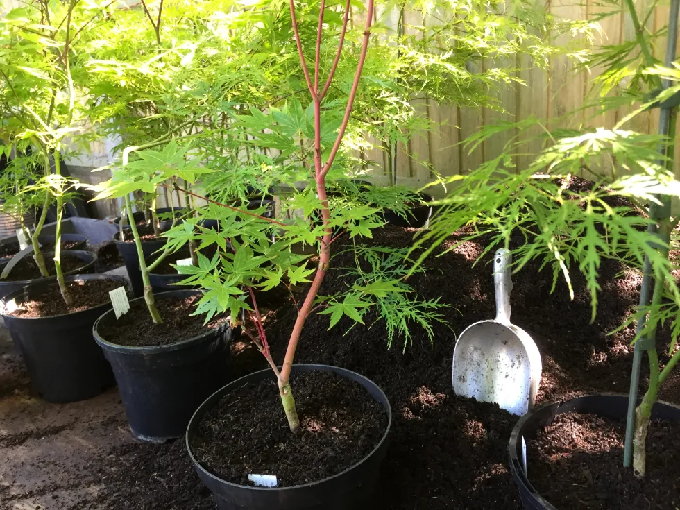 Pruning Tips for a Potted Acer Plant