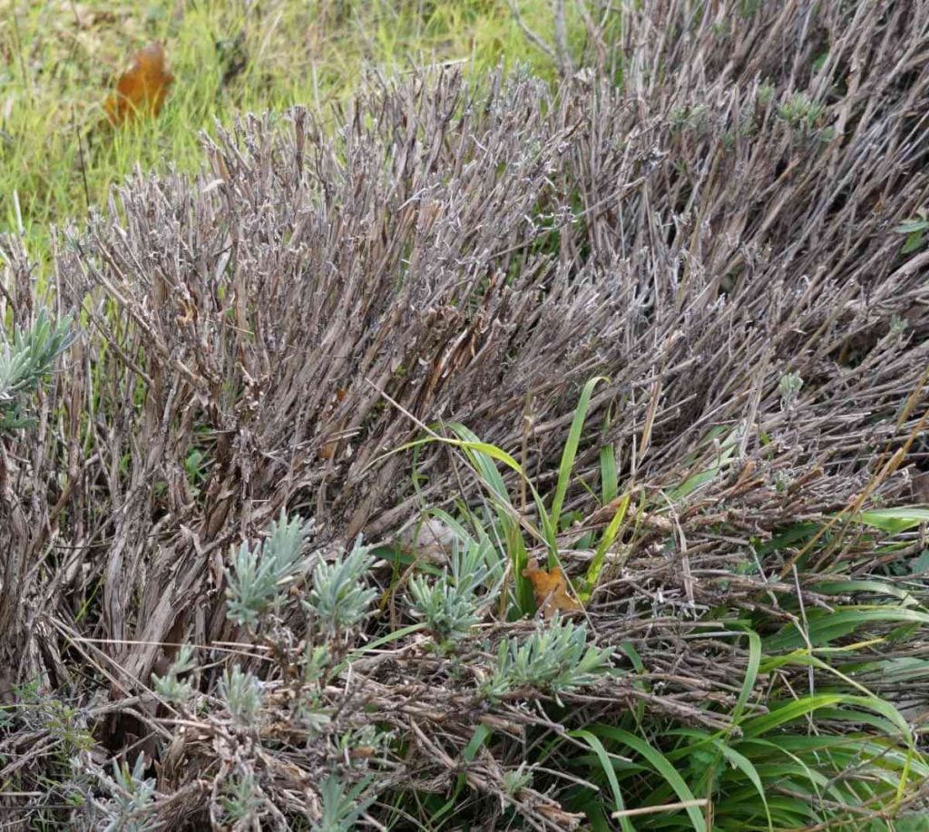 Pruning Woody Lavender