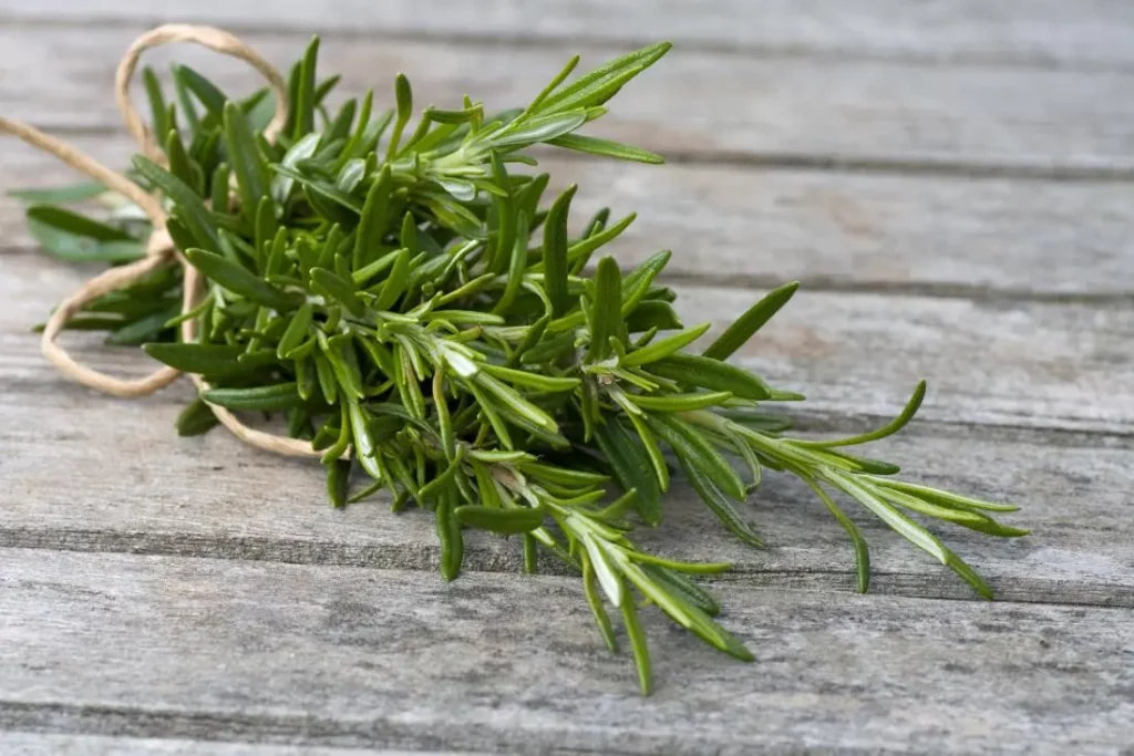 Pruning Your Rosemary Plant for Harvest