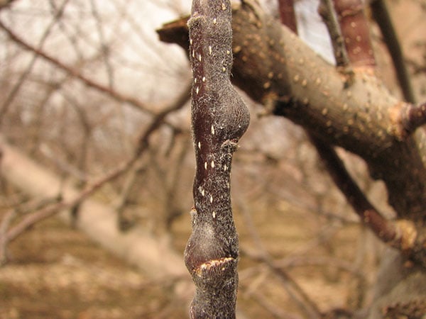 Pruning and Cleaning