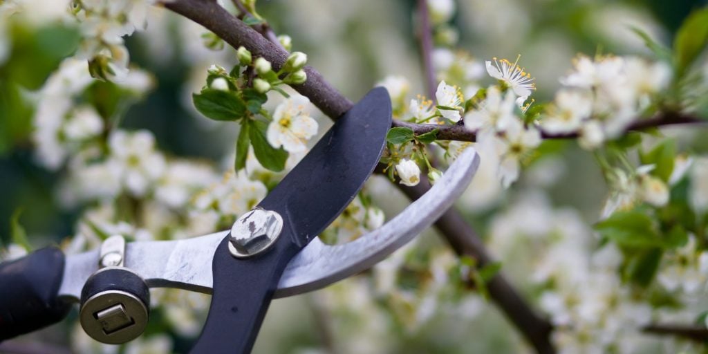 Pruning and Deadheading