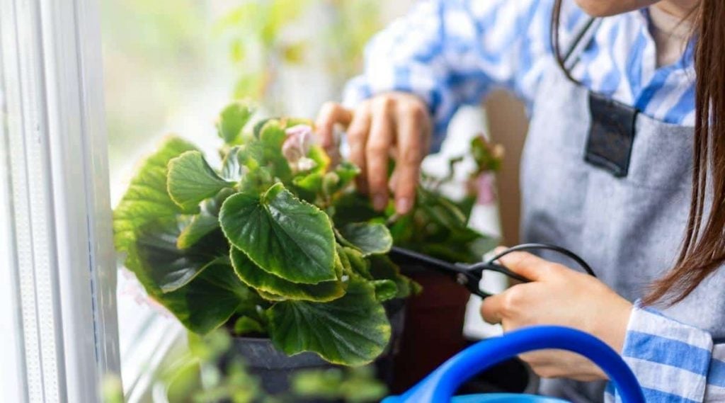 Pruning and Grooming Your Begonia Plant