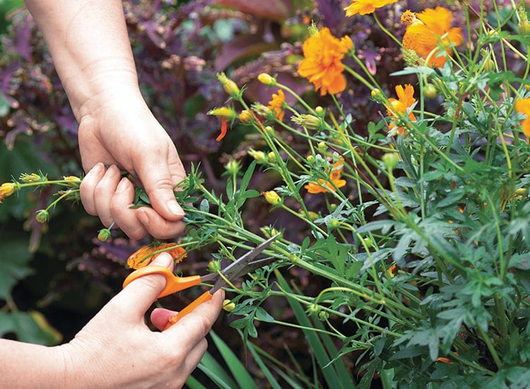 Pruning and Propagating