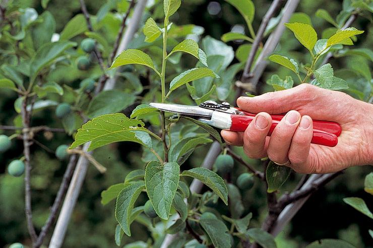 Pruning and Training