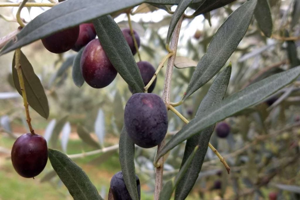 Pruning for Olive Trees Having Fruits