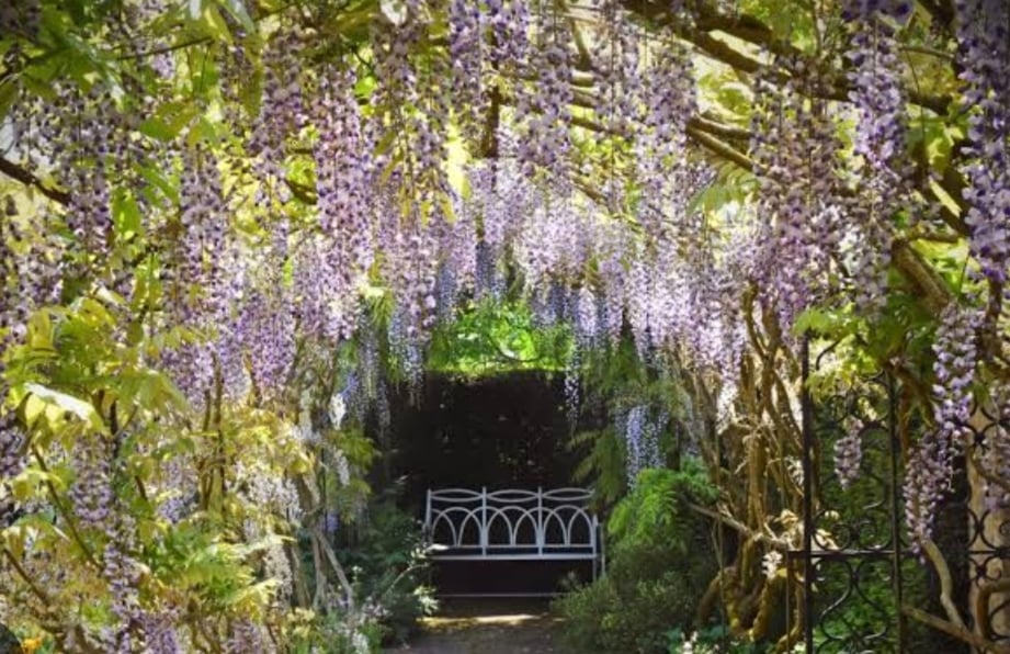 Pruning the Wisteria Over Pergola