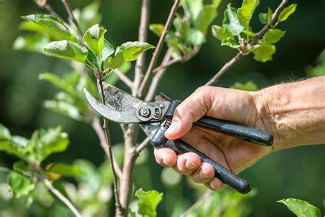 Pruning