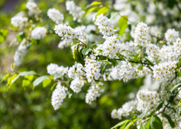 Prunus Padus