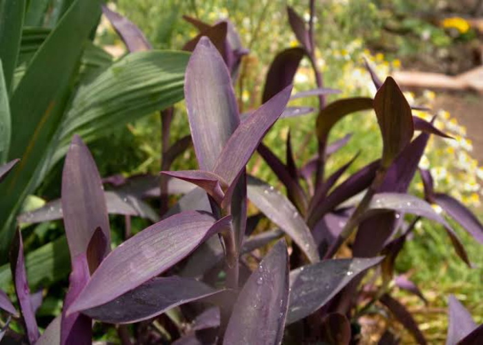 Purple Heart Plant