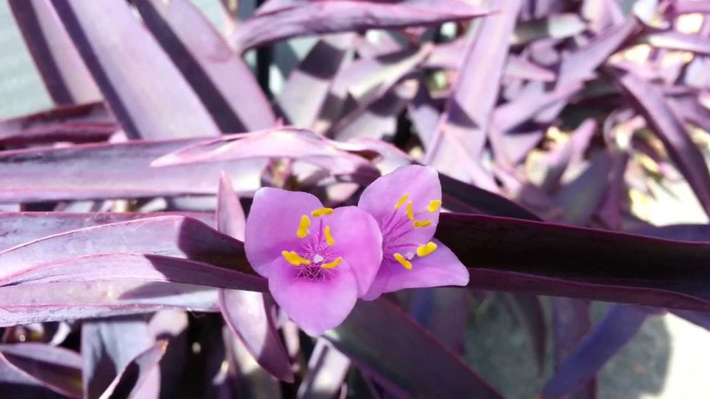 Purple-Heart Spiderwort