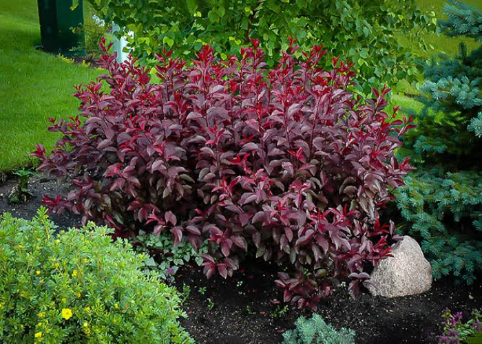 Purple Leaf Sand Cherry (1)