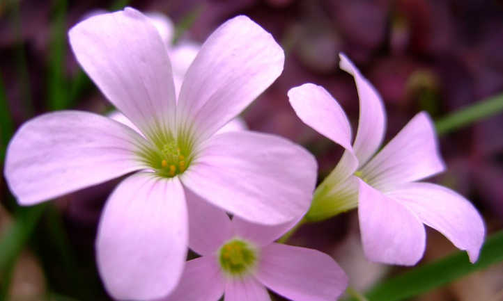 Purple Shamrock