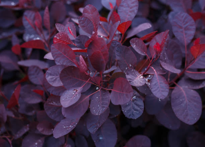 Purple Smoke Bush