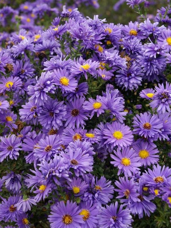 Purple and Violet Asters