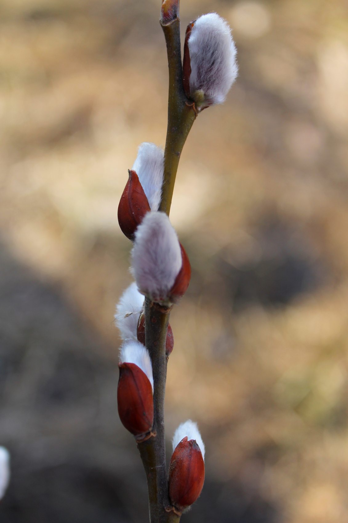 Pussy Willow flower