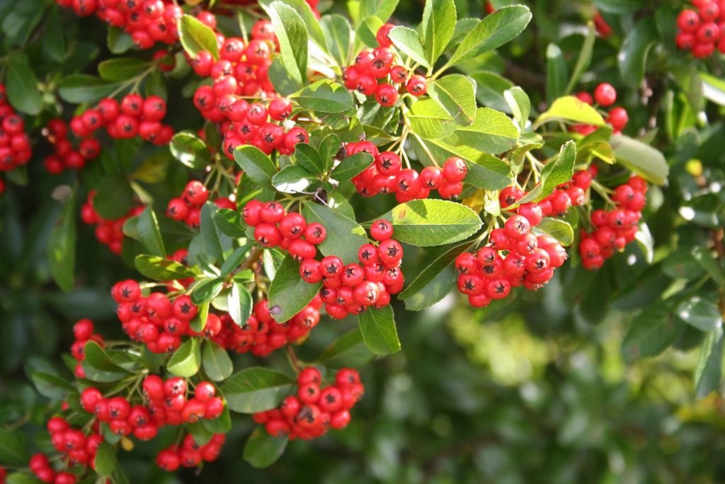 Pyracantha