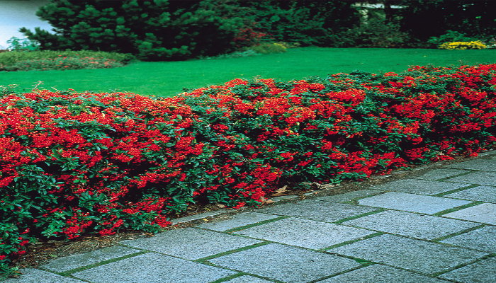 Pyracantha Orange Hedge