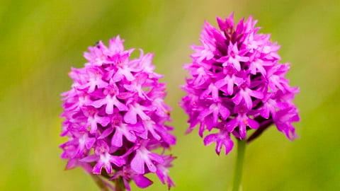 Pyramid Orchids