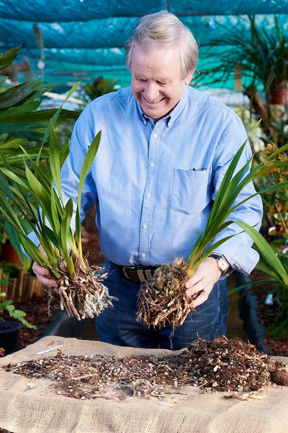 Re-Potting Fresh Alstroemeria Plant Beds Into Bigger Containers or Pots