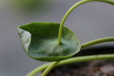 Reasons For Curling Chinese Money Plant Leaves
