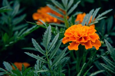 Reasons To Use Marigolds As Companion Plants