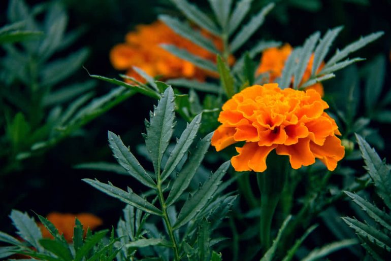 Reasons To Use Marigolds As Companion Plants