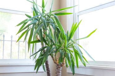 Reasons Why Your Yucca Has Droopy Leaves