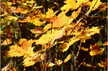 Reasons Your Acer Leaves Are Turning Brown