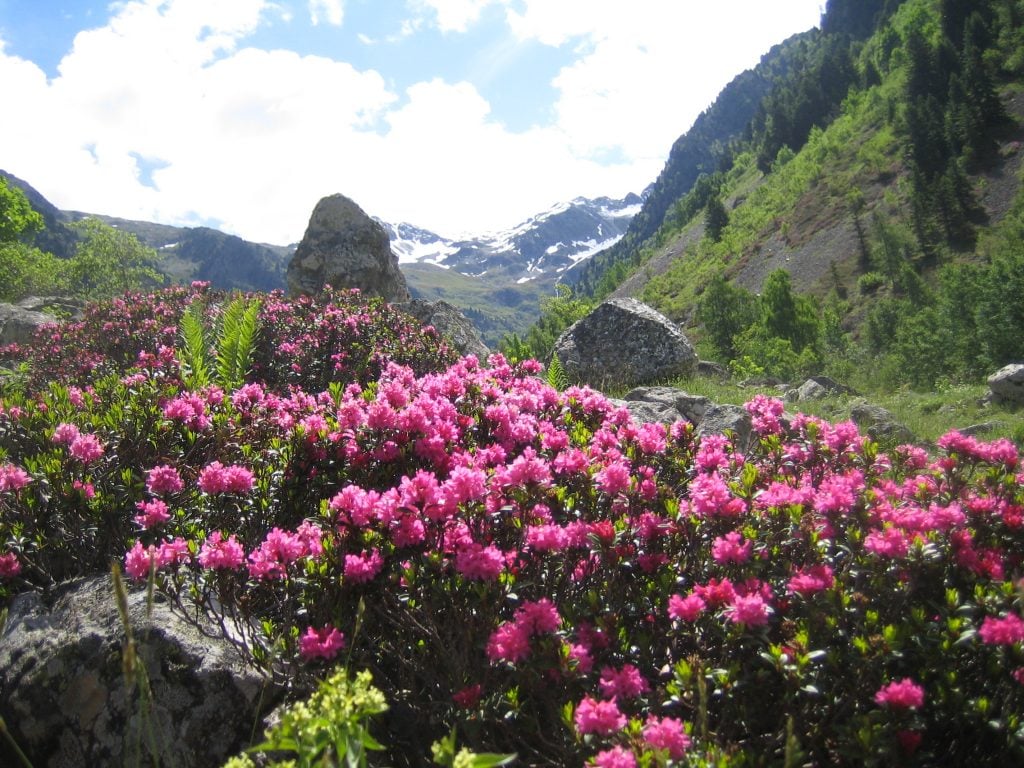 Reasons Your Rhododendron Leaves Are Wilting And ...