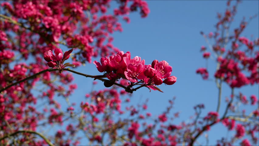 Red Cherry Blossom