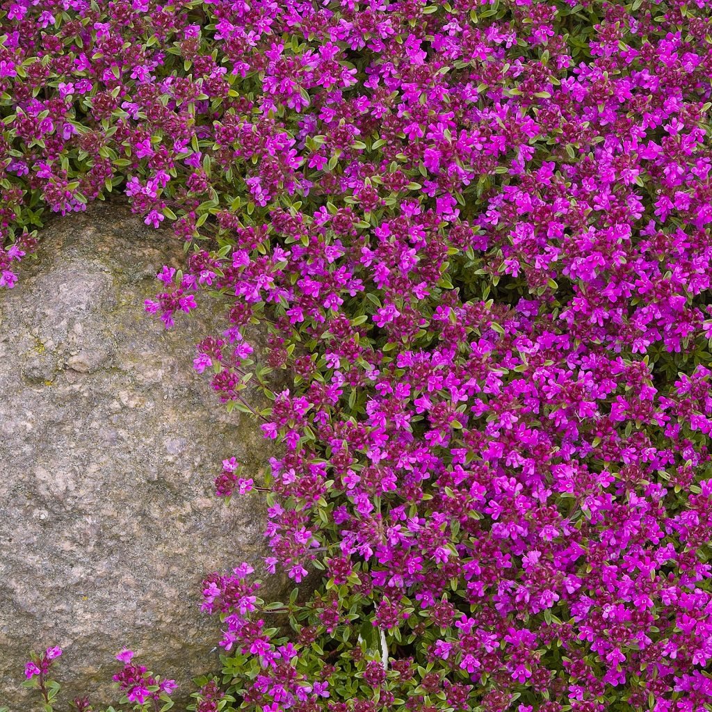 Red Creeping Thyme