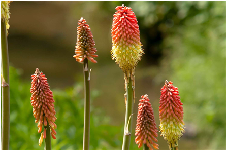 Red-Hot Poker