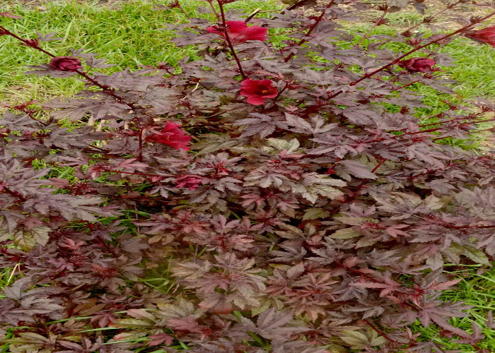 Red Leaf Hibiscus