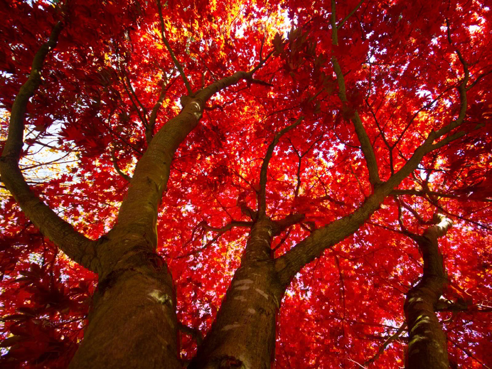 Red Maple