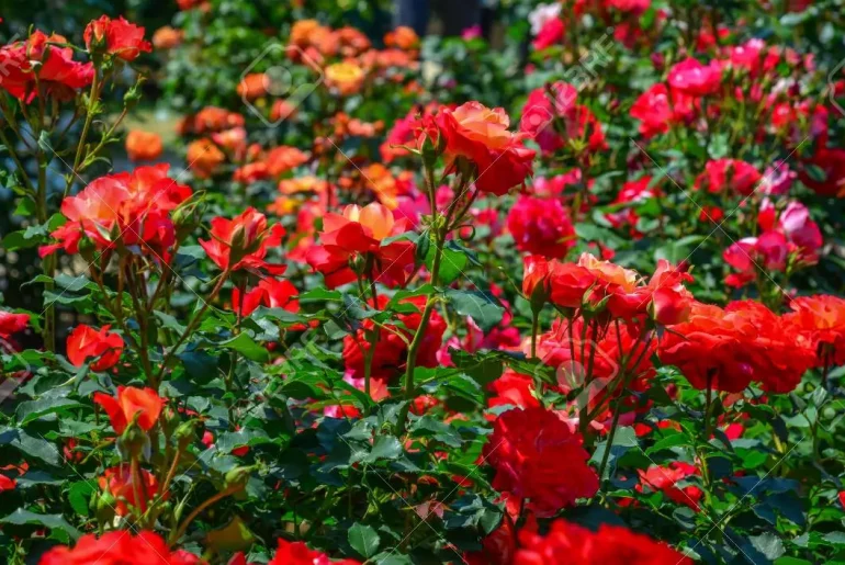 Red Rose Varieties For Your Garden