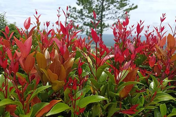 Red Tip Photinia