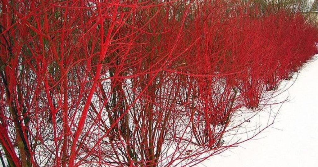 Red Twig Dogwood