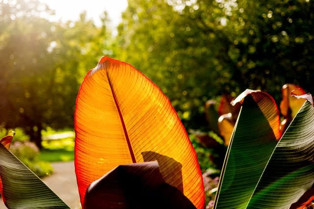 Red-leaf Banana Tree