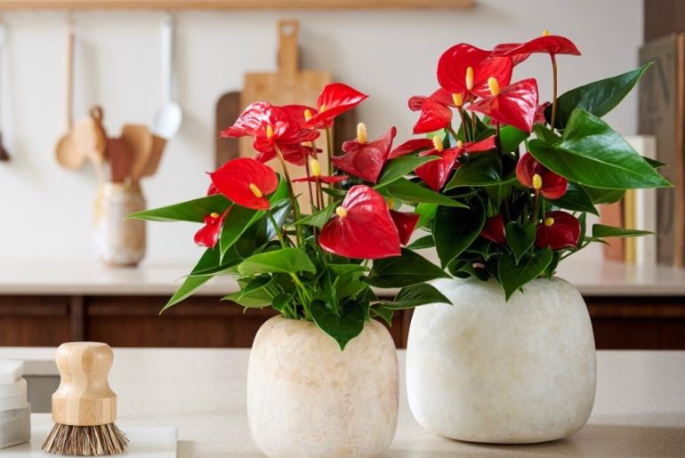 What is the Benefit for a Plant to Have Red Leaves?