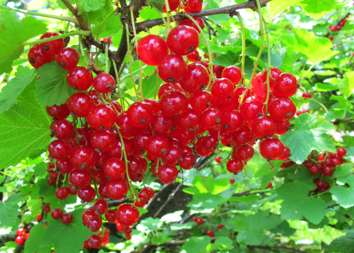 Redcurrant