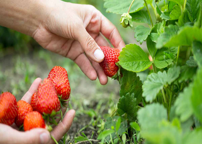 Regular Harvesting