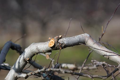 Removal of Diseased Wood