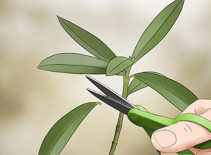 Remove Lower Leaves