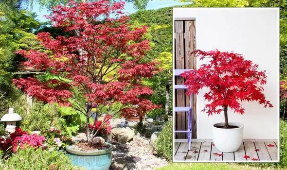Remove the Acer from the Old Pot .webp.jpeg