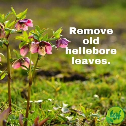 Remove the Foliage of Your Hellebores