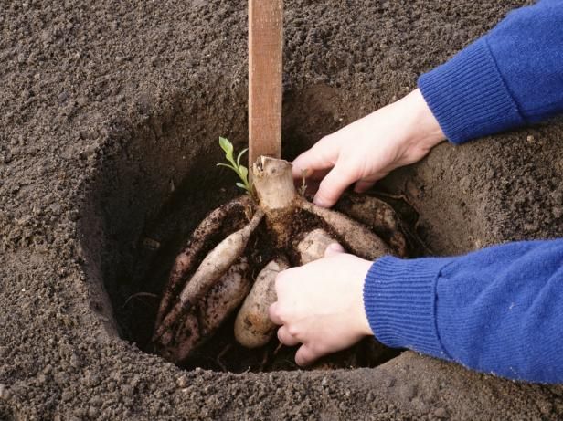 Replanting of The Tubers