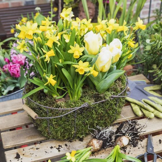 Replanting the Bulbs Into Pots or Across Borders