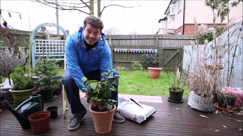 Repotting Camellia Plants