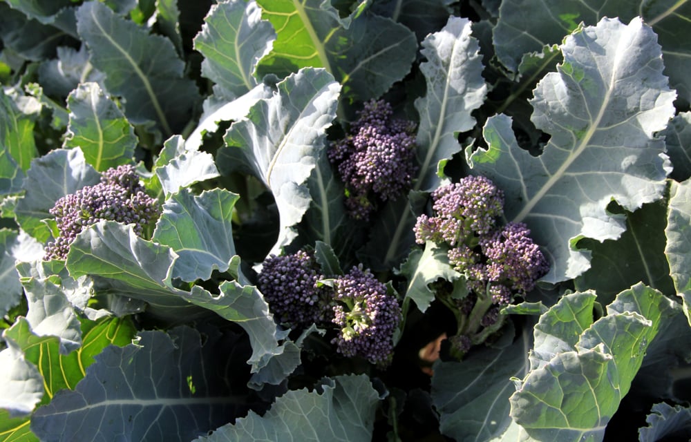 Required Conditions to Grow Purple Sprouting Broccoli